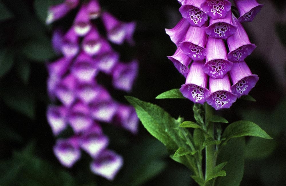 50 Types of Purple Flowers (With Pictures)
