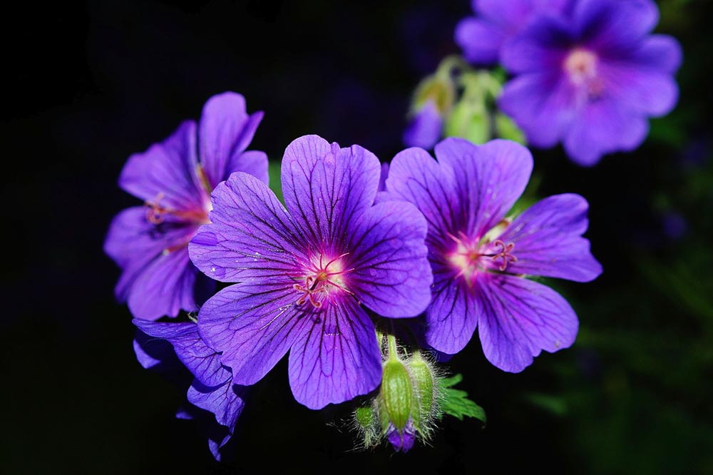 50 Types of Purple Flowers (With Pictures)