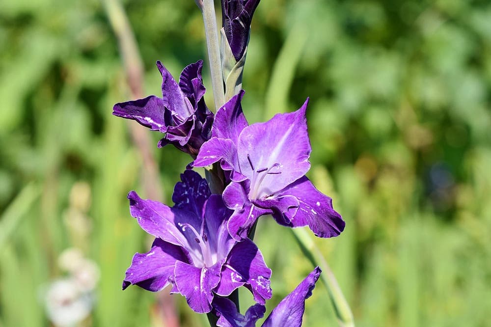 50 Types of Purple Flowers (With Pictures)