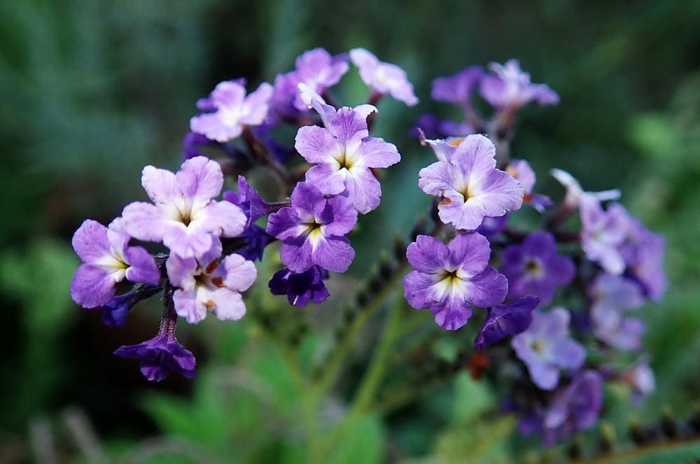 50 Types of Purple Flowers (With Pictures)
