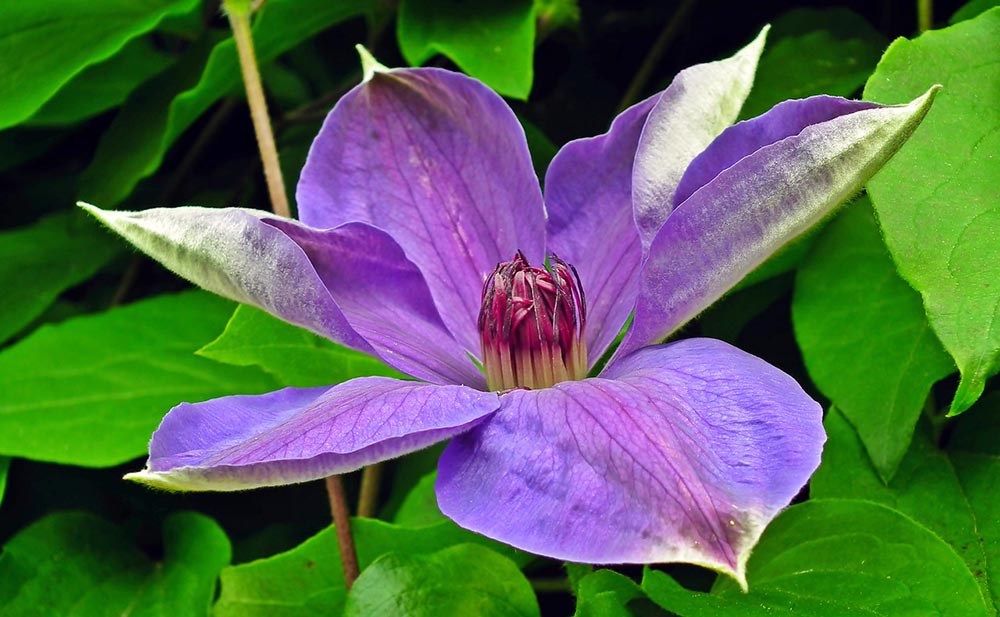 50 Types of Purple Flowers (With Pictures)