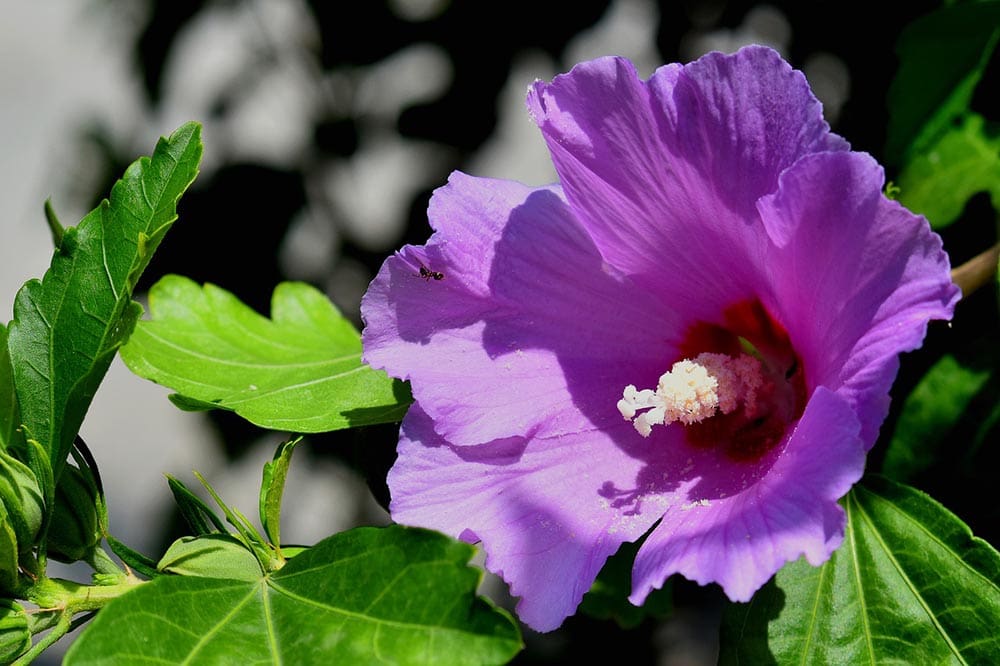 50 Types of Purple Flowers (With Pictures)