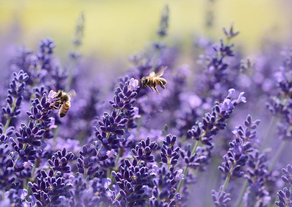 50 Types of Purple Flowers (With Pictures)