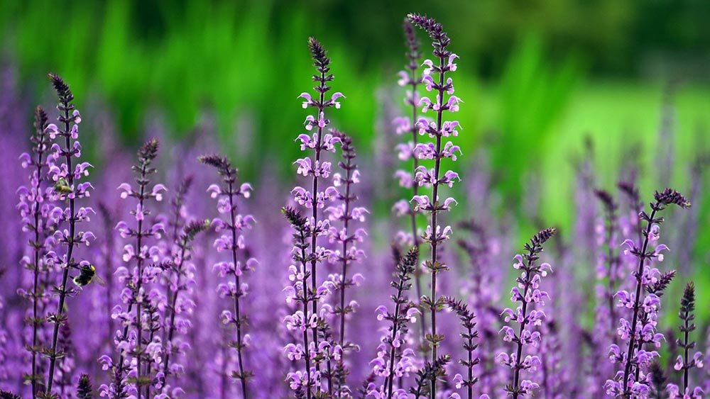 50 Types of Purple Flowers (With Pictures)