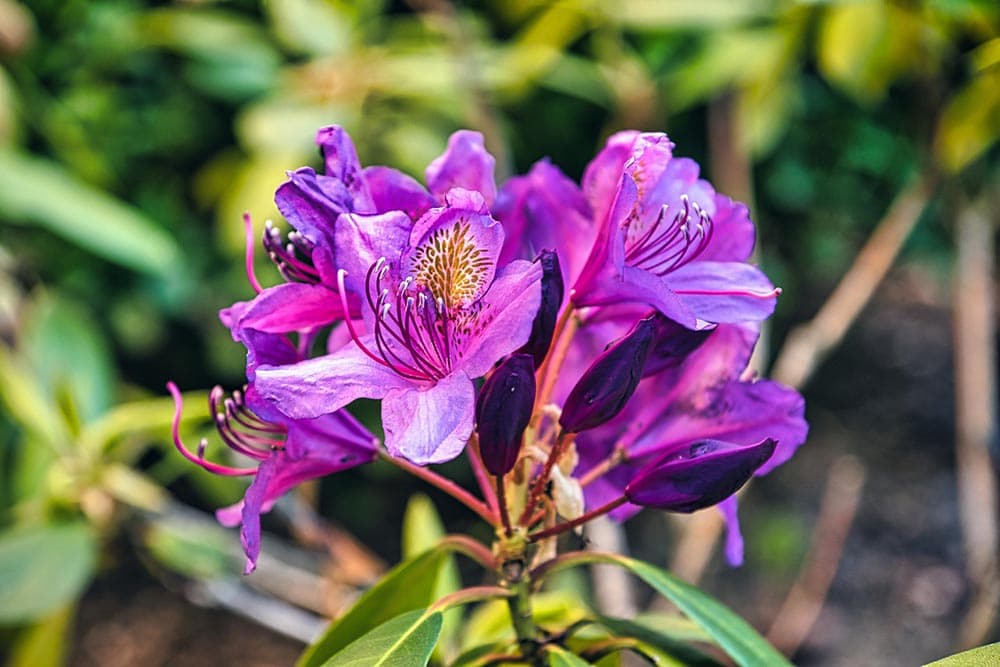 50 Types of Purple Flowers (With Pictures)