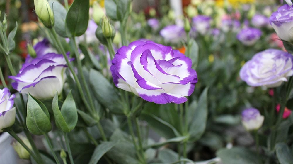 50 Types of Purple Flowers (With Pictures)