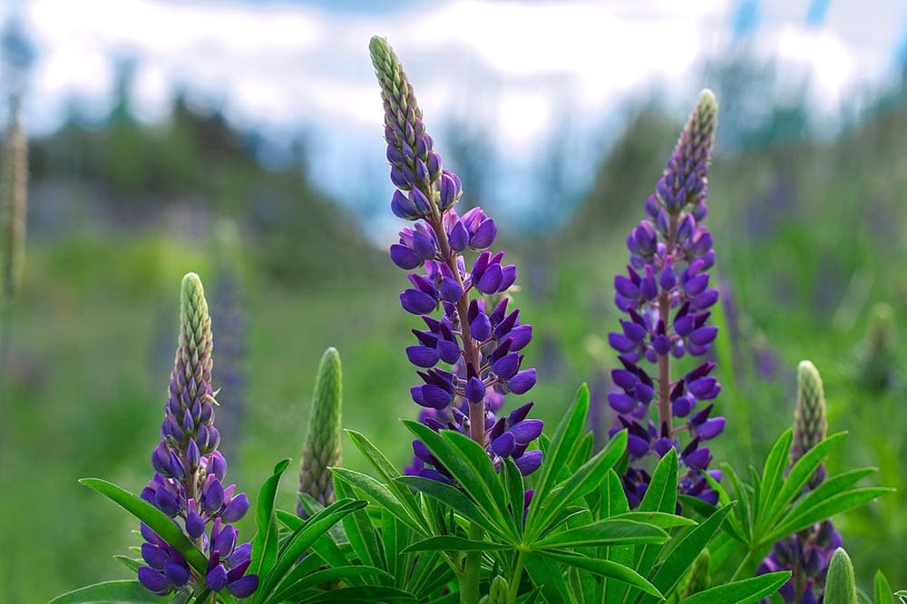 50 Types of Purple Flowers (With Pictures)