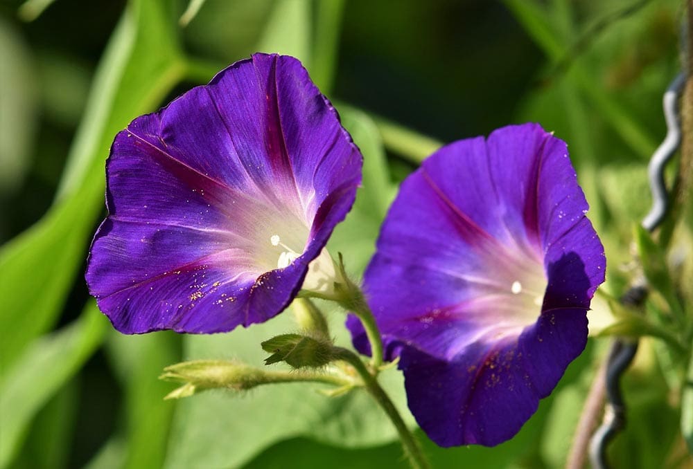 50 Types of Purple Flowers (With Pictures)