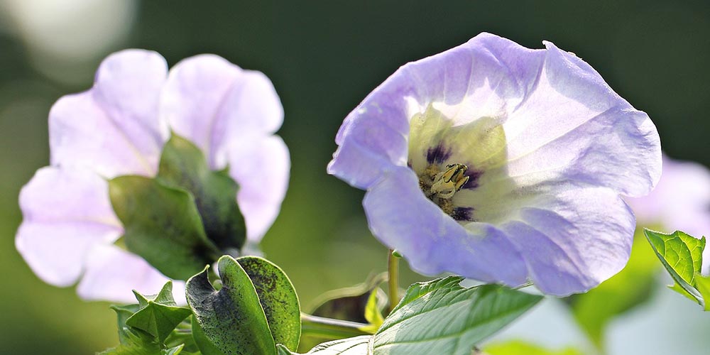 50 Types of Purple Flowers (With Pictures)