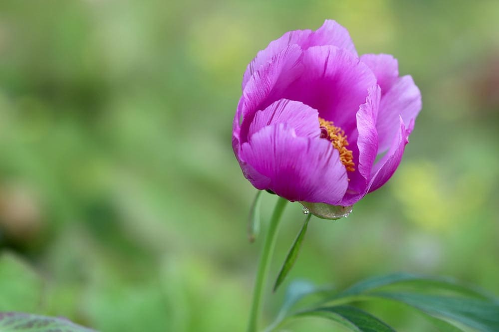 50 Types of Purple Flowers (With Pictures)