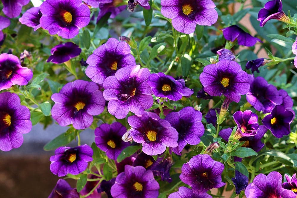 50 Types of Purple Flowers (With Pictures)