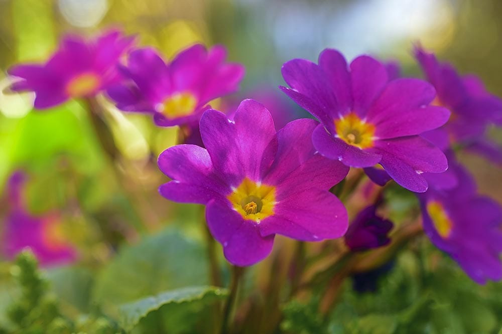 50 Types of Purple Flowers (With Pictures)