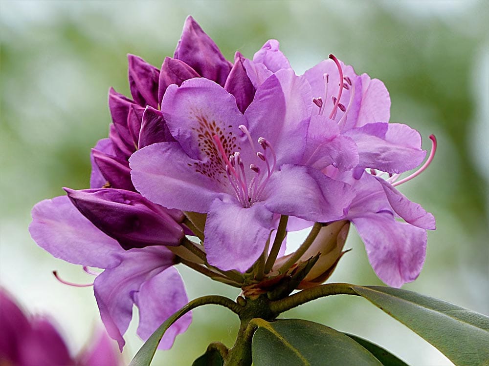50 Types of Purple Flowers (With Pictures)