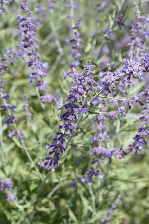 50 Types of Purple Flowers (With Pictures)
