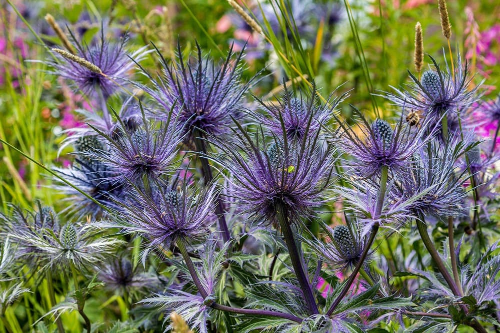50 Types of Purple Flowers (With Pictures)