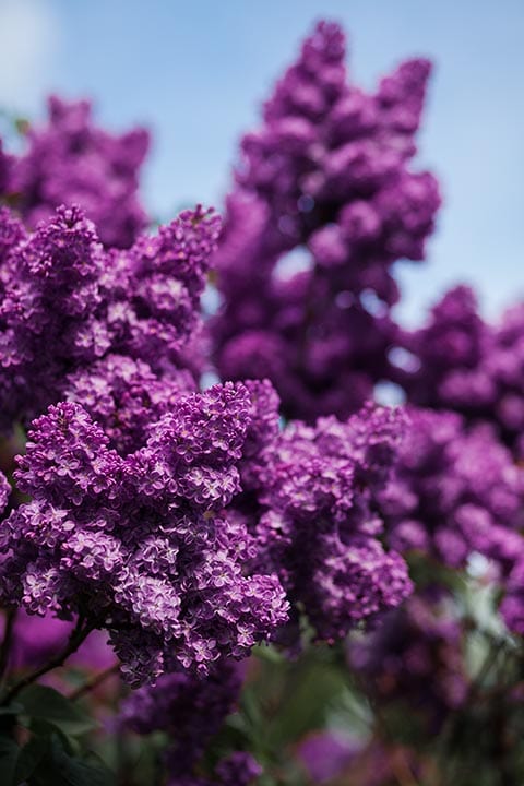 50 Types of Purple Flowers (With Pictures)