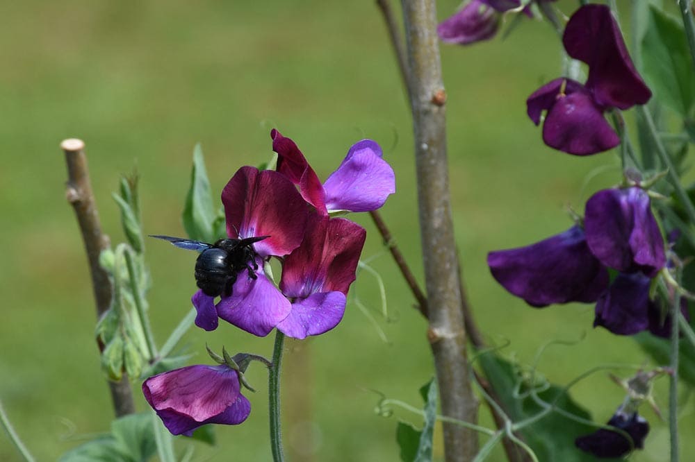 50 Types of Purple Flowers (With Pictures)