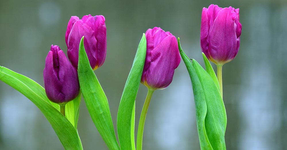 50 Types of Purple Flowers (With Pictures)
