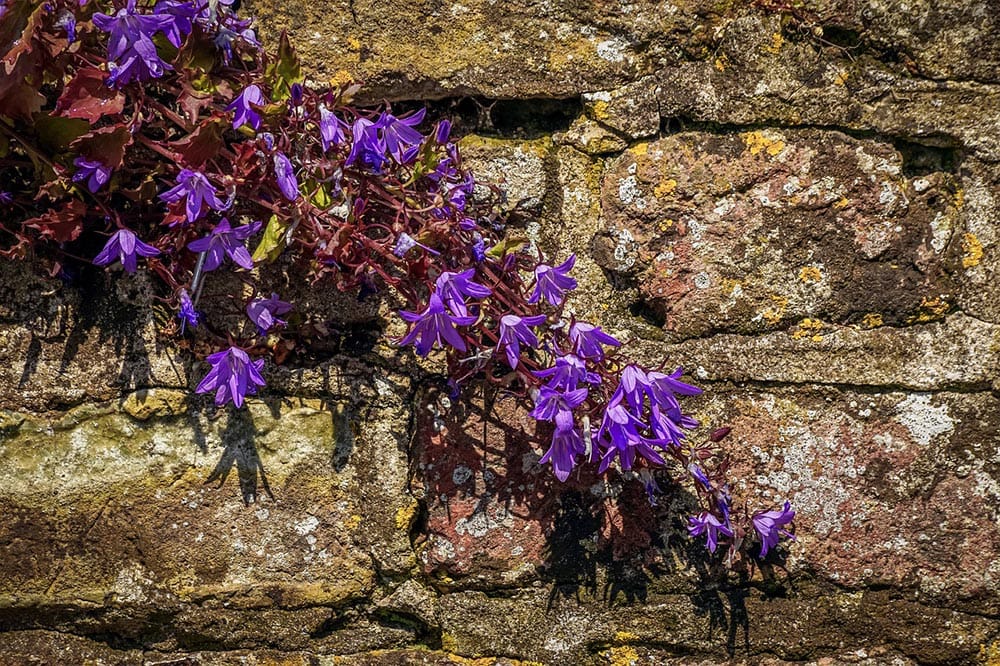 50 Types of Purple Flowers (With Pictures)