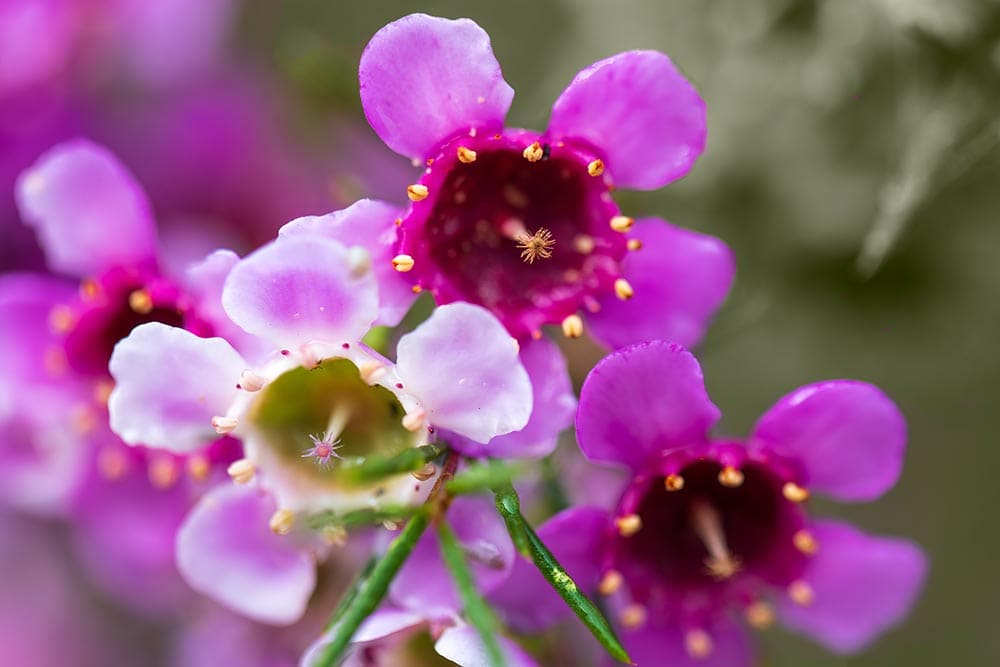 50 Types of Purple Flowers (With Pictures)