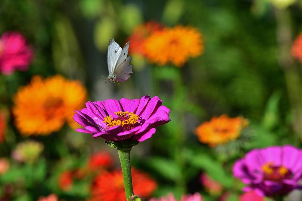 50 Types of Purple Flowers (With Pictures)
