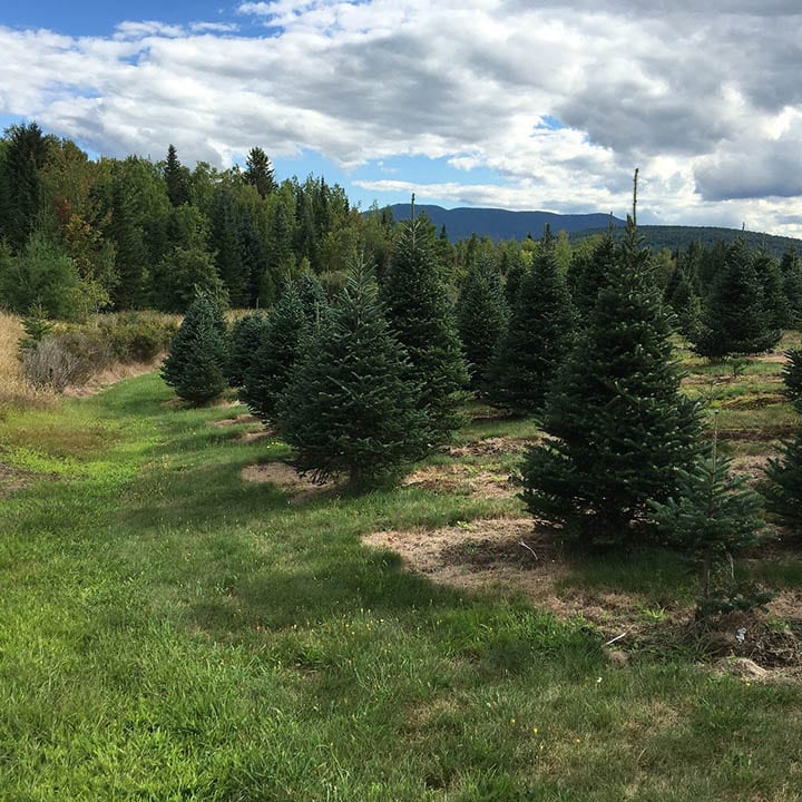 14 Different Types of Fir Trees