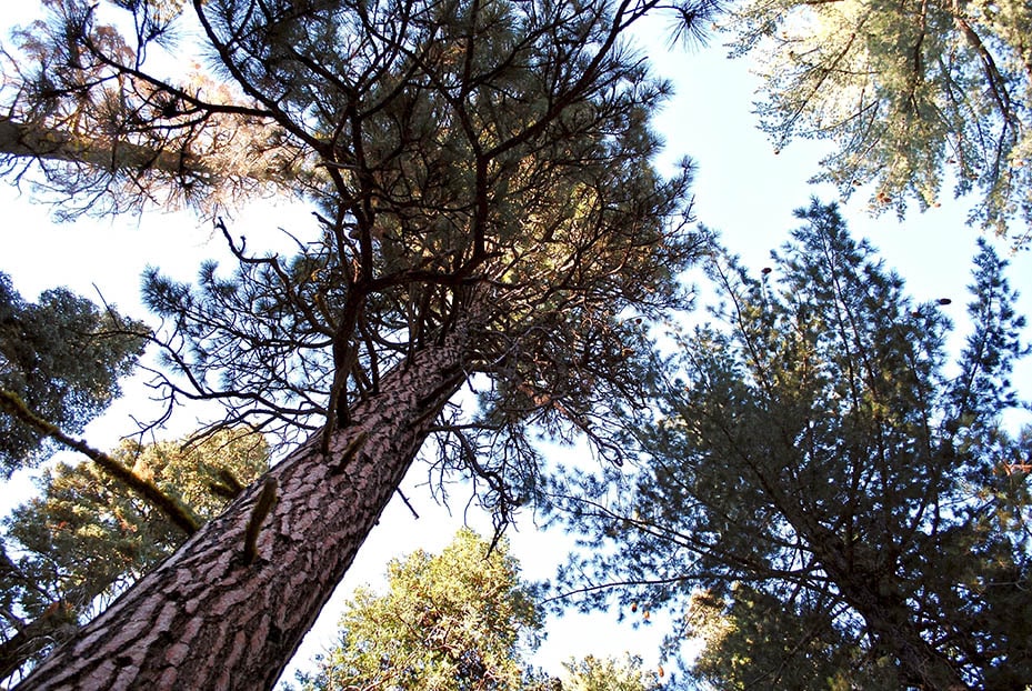 14 Different Types of Fir Trees