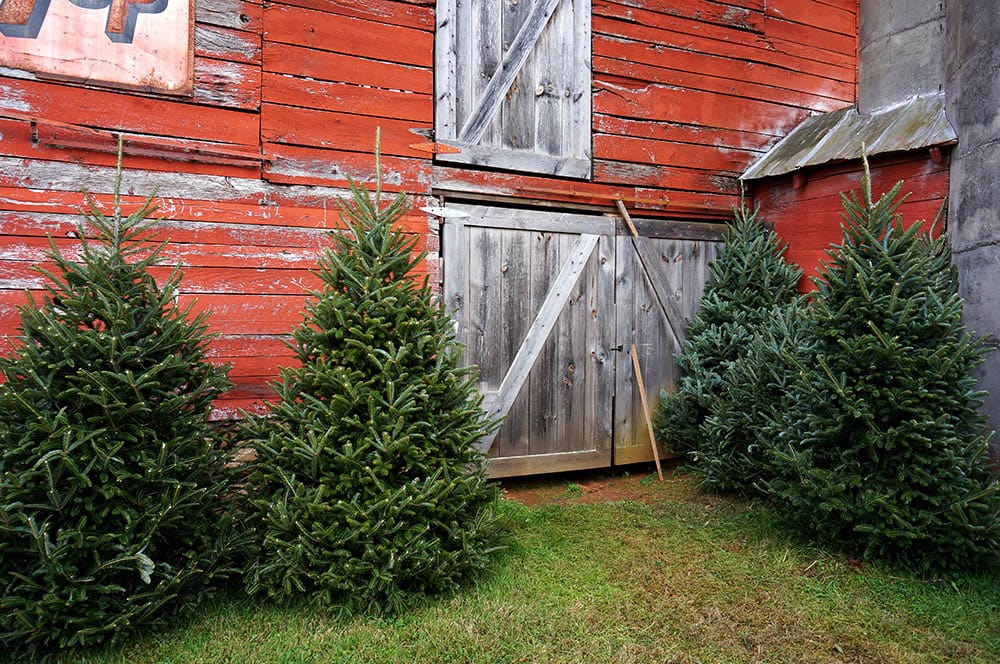 14 Different Types of Fir Trees