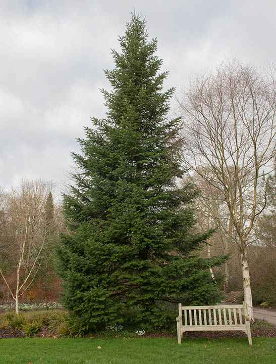 14 Different Types of Fir Trees