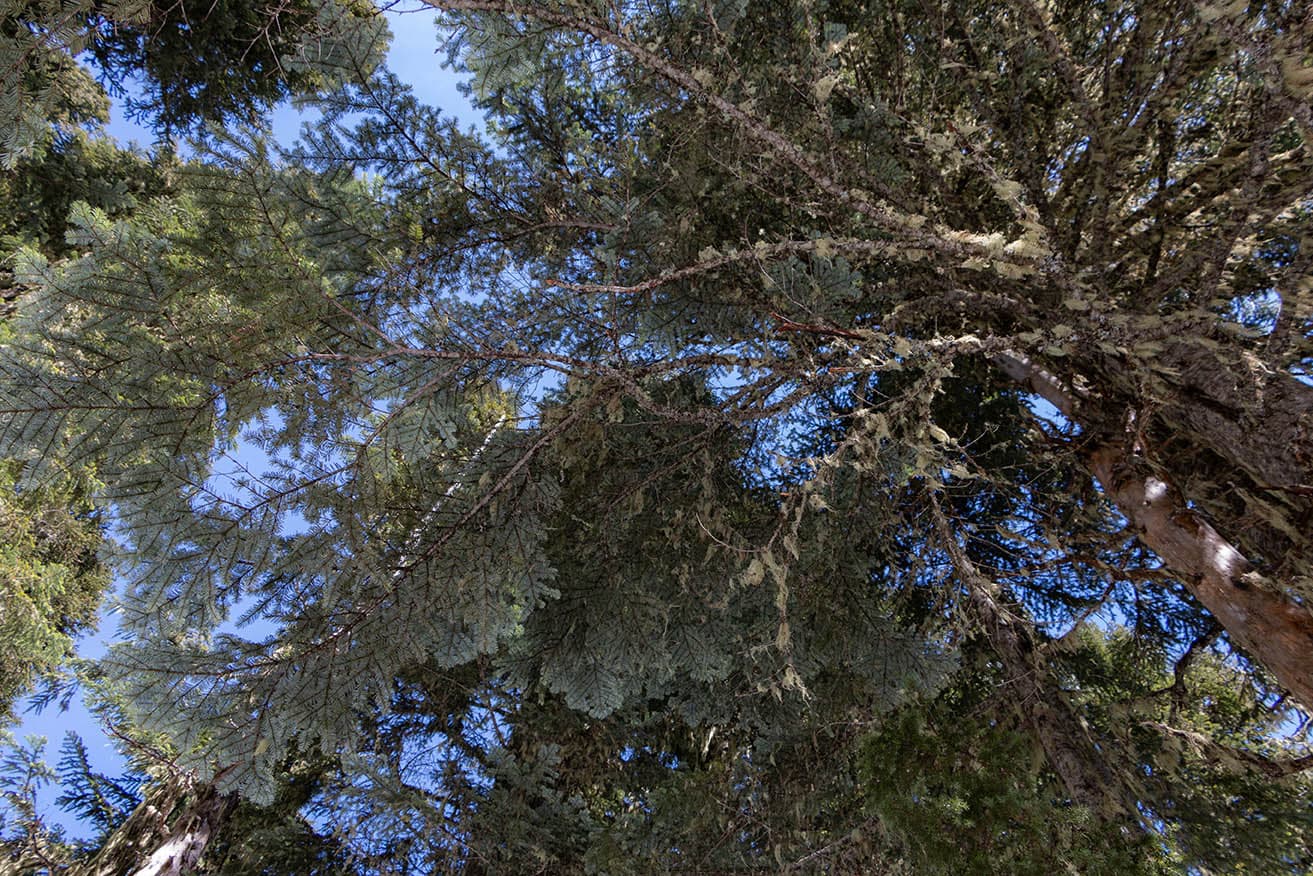 14 Different Types of Fir Trees