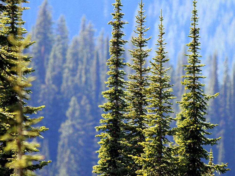 14 Different Types of Fir Trees