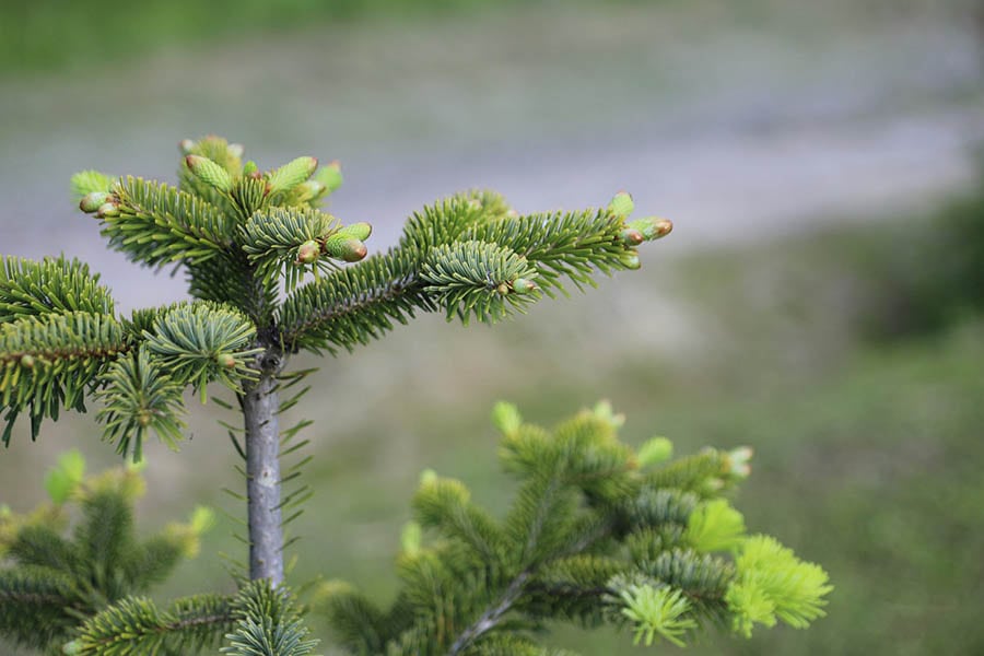 14 Different Types of Fir Trees