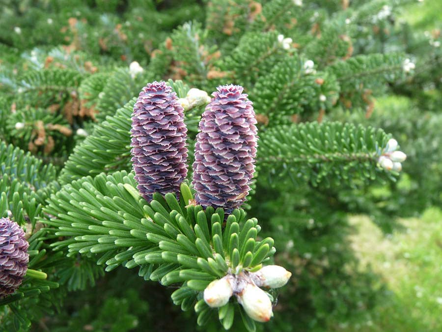 14 Different Types of Fir Trees