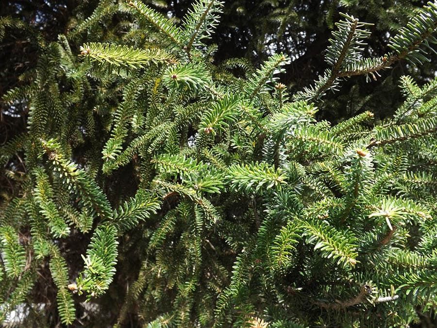 14 Different Types of Fir Trees