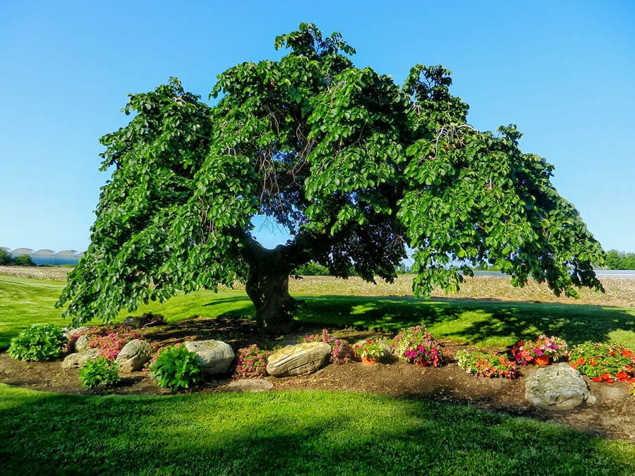 10 Different Types of Elm Trees