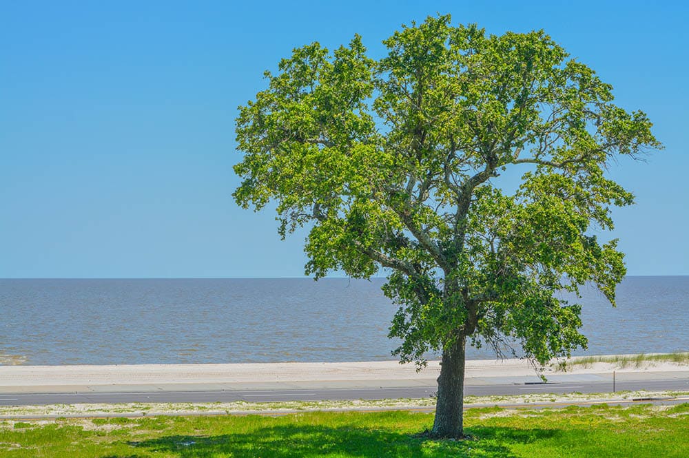 10 Different Types of Elm Trees