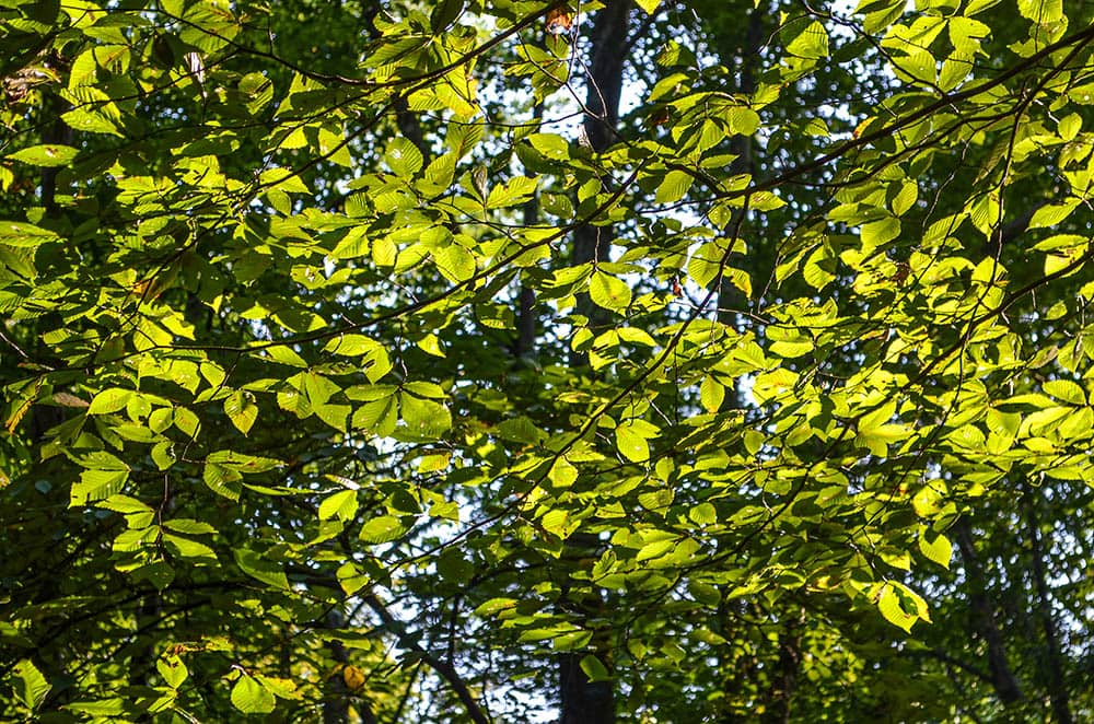 10 Different Types of Elm Trees