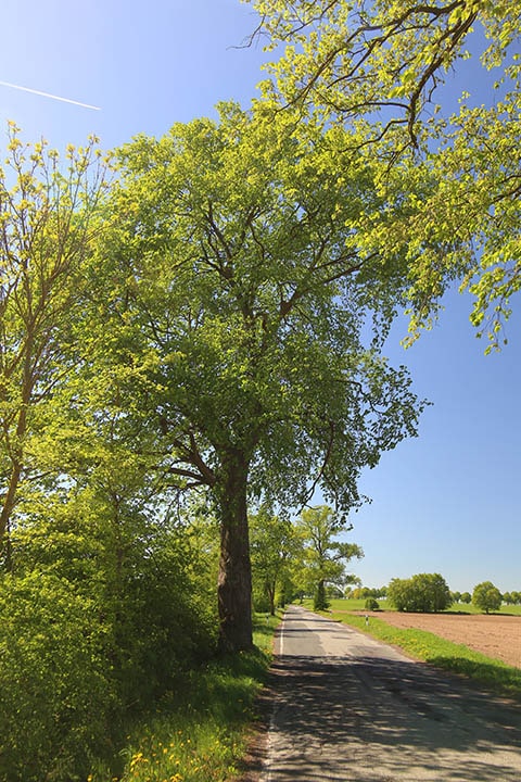 10 Different Types of Elm Trees