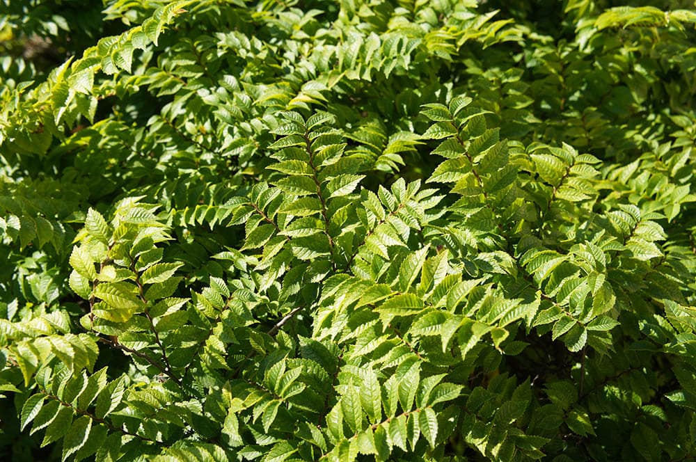 10 Different Types of Elm Trees