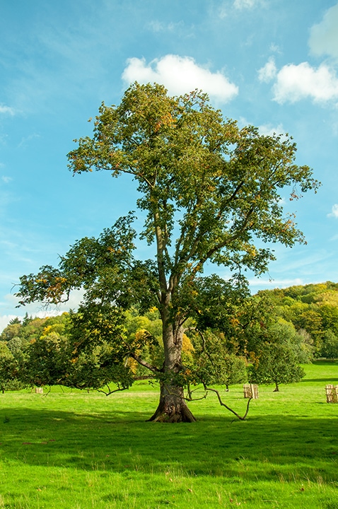 10 Different Types of Elm Trees