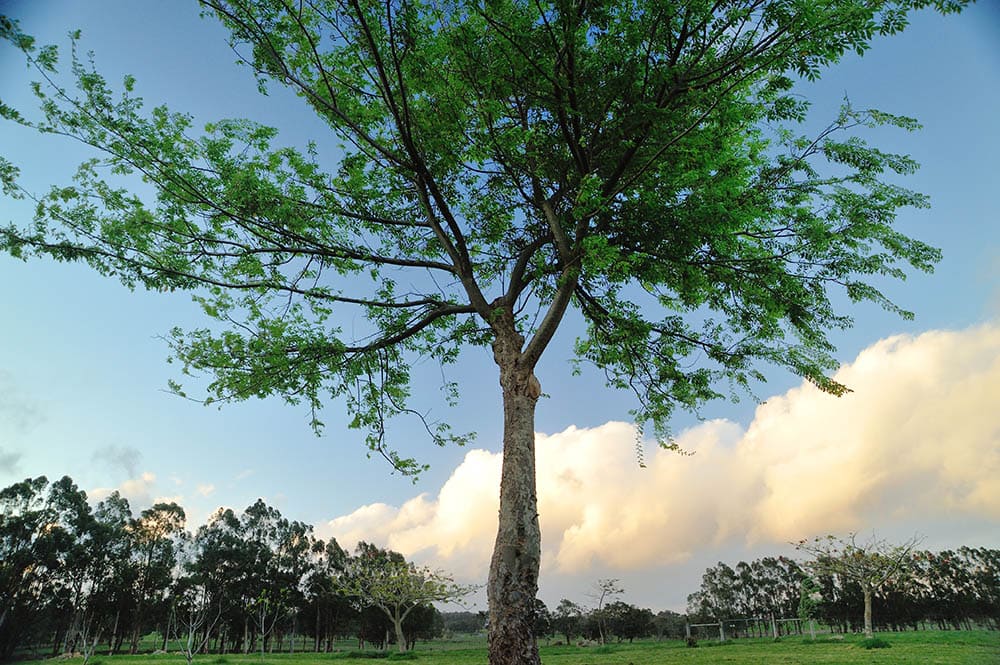 10 Different Types of Elm Trees