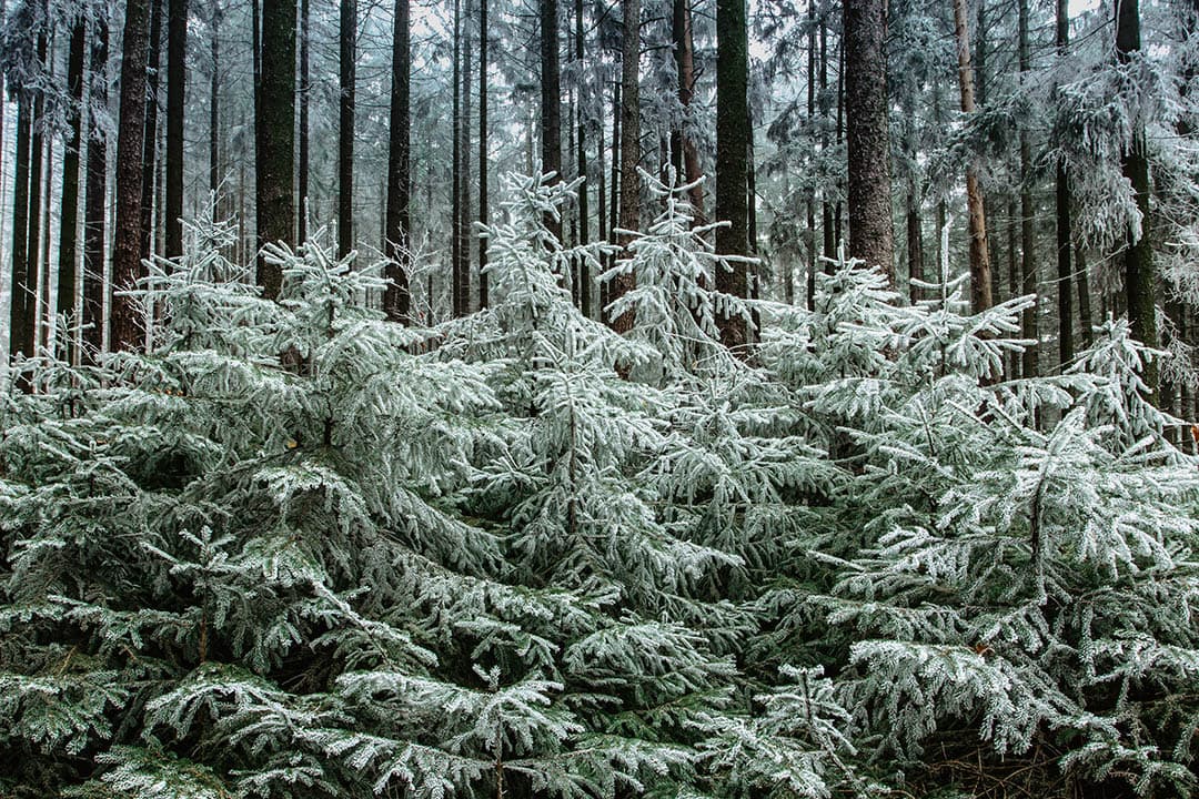 11 Different Types of Spruce Trees