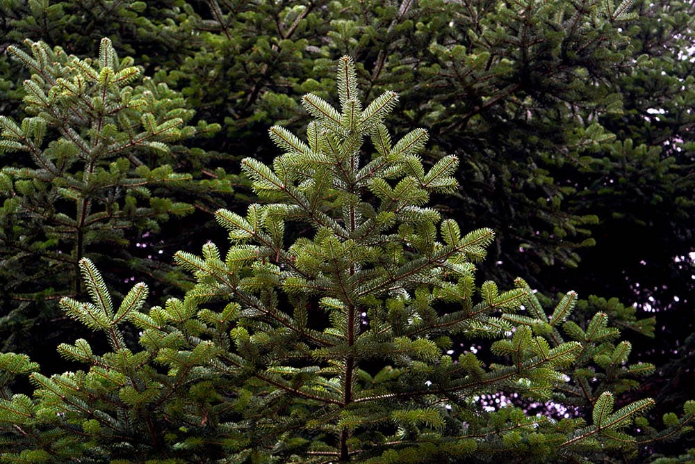 11 Different Types of Spruce Trees
