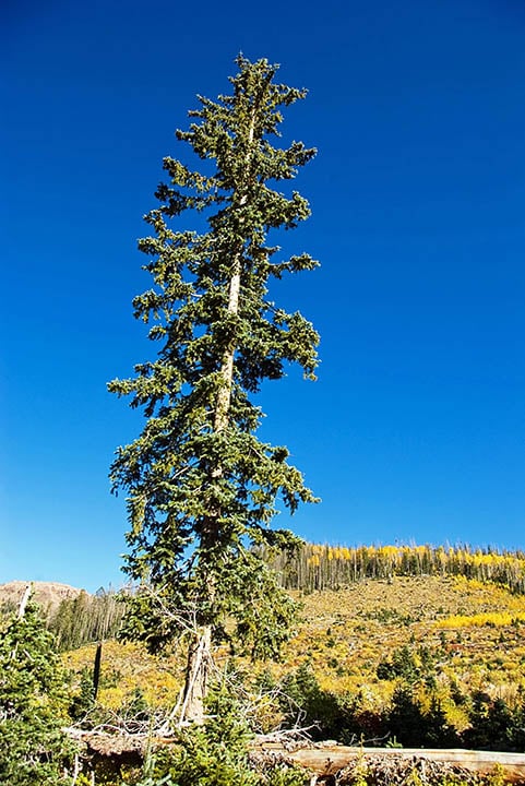 11 Different Types of Spruce Trees