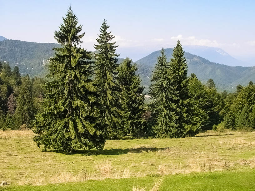 11 Different Types of Spruce Trees