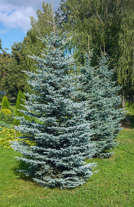 11 Different Types of Spruce Trees