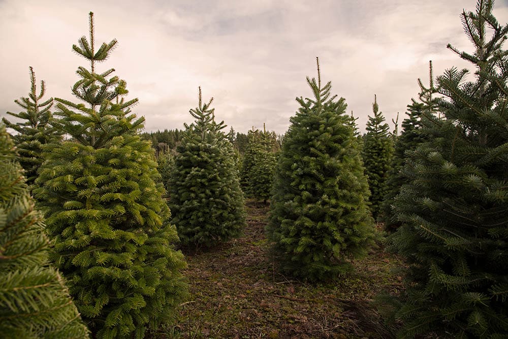 11 Different Types of Spruce Trees