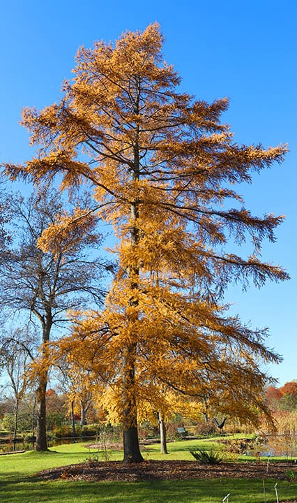 11 Different Types of Spruce Trees