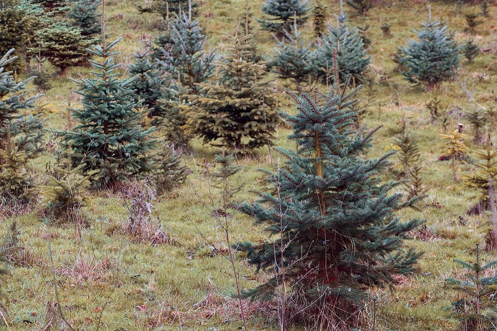 11 Different Types of Spruce Trees