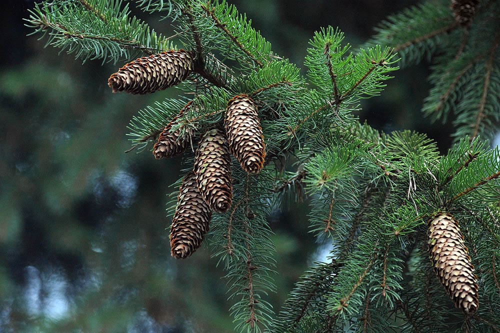 11 Different Types of Spruce Trees